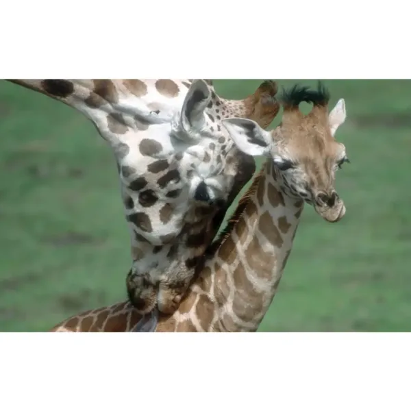 Tiere und ihre Jungen – Diafilm Bild 2