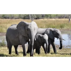 Tiere und ihre Jungen – Diafilm Bild 3