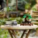 LEGO® Creator: Bonsai Baum (10281)