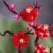 LEGO® Icons: Pflaumenblüte (10369)