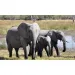 Tiere und ihre Jungen Diashow