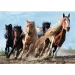 Rasende Pferde 1000-teiliges Premium-Puzzle - Trefl Bild 2