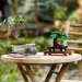 LEGO® Creator: Bonsai-Baum (10281) Bild 5