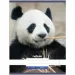 Nebulo: Panda Blankoheft A4 80-32