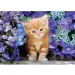 Rote Katze zwischen den Blumen 500 Teile HQC Kompakt Puzzle - Clementoni Bild 2