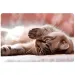 Spirit: Little Cat Schreibtischunterlage 60 x 40 cm